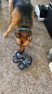 Leo enjoying a toy from Spoiled Brats, recommended by Eddy