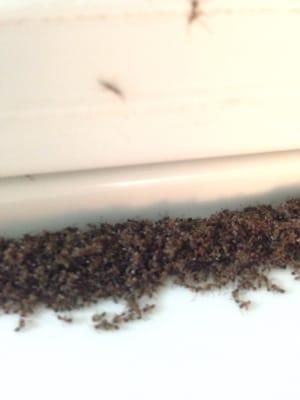 The picture was only half the problem. We had sooooooooooooo many ants they were crawling into our freezer by the thousands!!