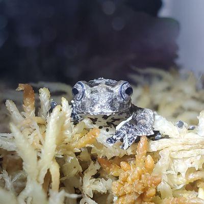 Bird poop frog named poop!