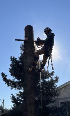 Cutting a tree