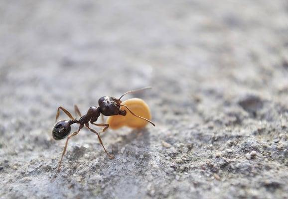 Ants are strong, they can carry 50 times their body weight.