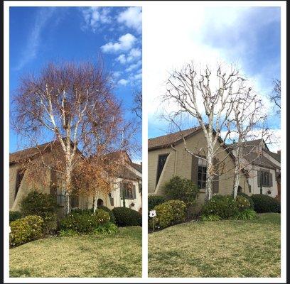 Residential Tree Service