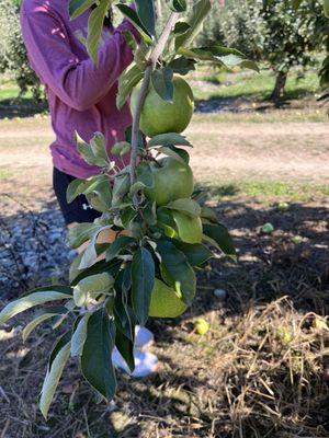 Frecon Orchards