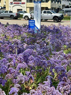 Solans beach transit center sign