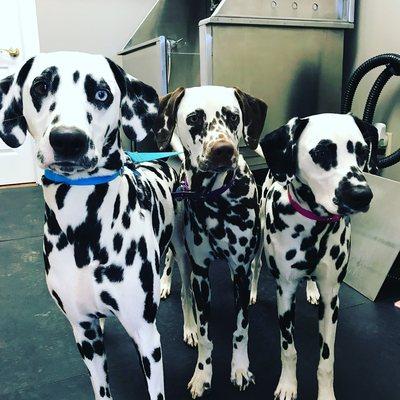 The Rowe sisters trying out the Pet Wash!