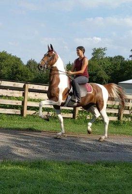 An exciting Saddlebred filly showing her stuff!