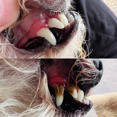 Dental cleaning for a 3.8lb pup