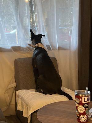 Then he discovered the window and chair!