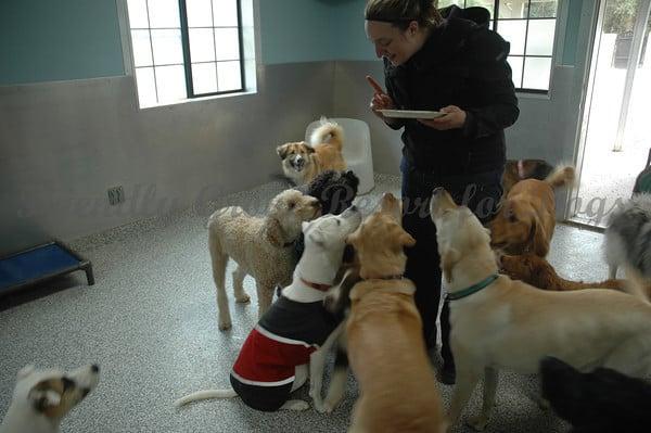 Doggy Birthday Parties for our regulars