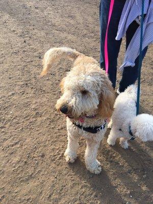 My goldendoodle