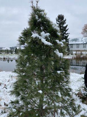 Pic from the tree farm I stole from my sister