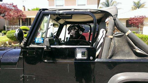 my 91 hunting Jeep ...now with better wipers ...thanks guys!...my dog Duke says thank you as well