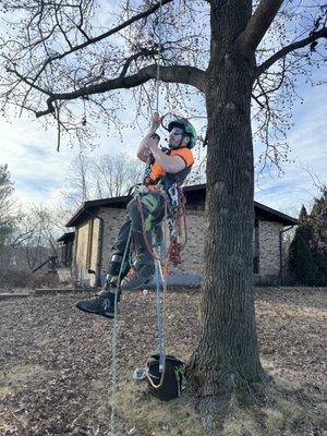 Ascending Sweet Gum.