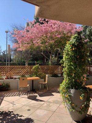 New patio. Beautiful tree on a gorgeous day.