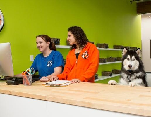 It's not unusual to have a pup greet you when you walk in! They are a part of our camp staff!