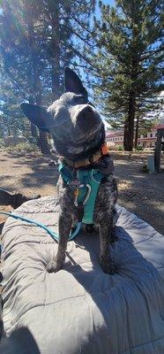 Nacho looks great in his new harness and leash!