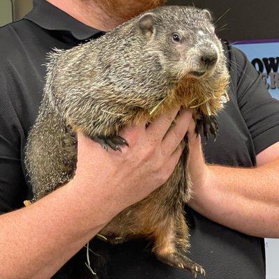 Punxsutawney Phil!!!!