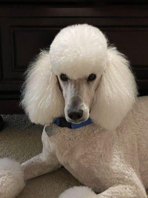 Pup after groom.