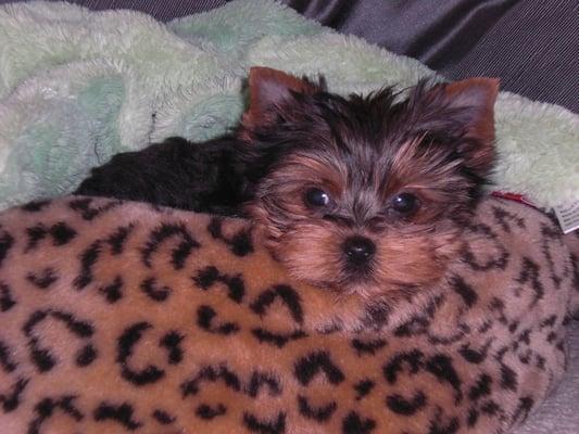 Oak tree saved my little yorkie's life! Love you Oaktree!