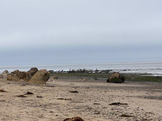 Pod of Brown Pelicans