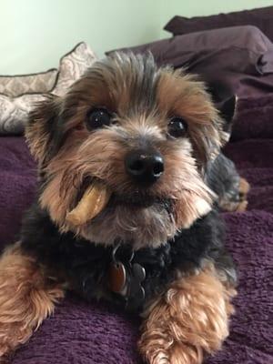 Our 5# Yorkie, Buster who loves his rawhide stogie! Adopted May 2014!