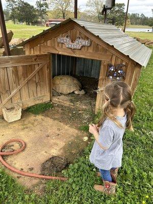 We also loved visiting the tortoise