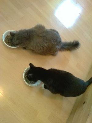 George is 16 and the black and white tux.. Oliver is much chunkier,12 and solid grey...