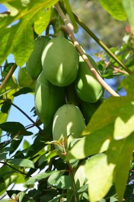 edible gardening