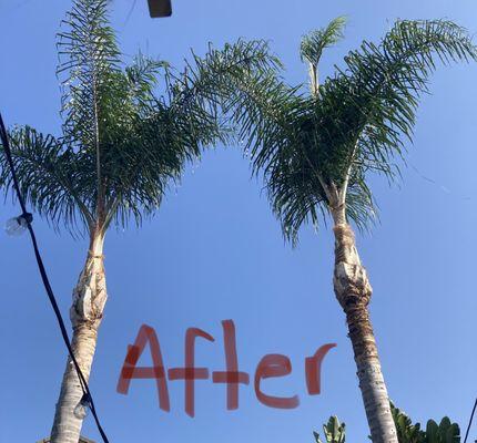 After photo of queen palms