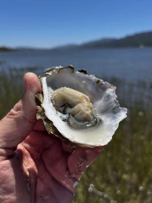 Tomales bay oyster company oyster on the half shell