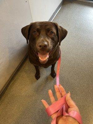 My dog mocha waiting for surgery in the waiting room(: