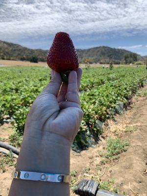 Fresh sweet strawberries!!!