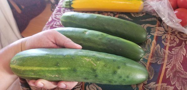 Hand used for scale of how big these cucumbers are!