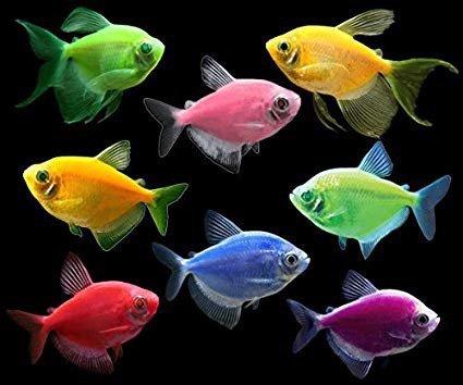 Glofish colección