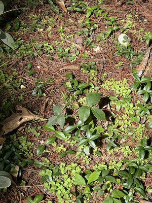 Poison ivy right in front yard. They missed it.