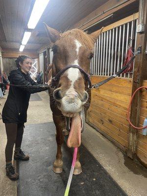 Shannon Luongo massaging a horse with its tongue out