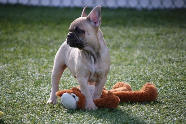 French Bulldogs by one of a Kind bulldogs