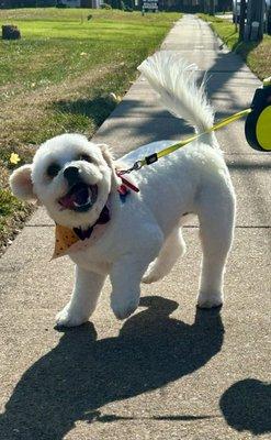 Leaving the groomers and he is very happy and relaxed!