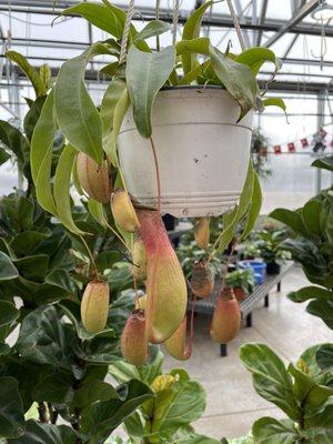 pitcher plant in 6" hanging basket