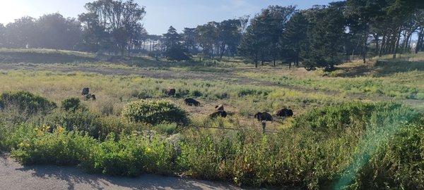 THIS IS REAL LIVE BISON! NOT SOMETHING I EXPECTED TO SEE IN SF,IM FROM IDAHO.!!! AMAZING HOW BEAUTIFUL