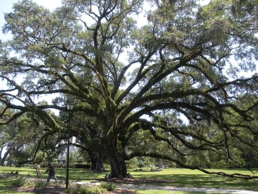 A fully Pruned Live Oak Tree