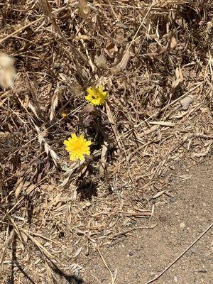 Yellow flowers on the trail.