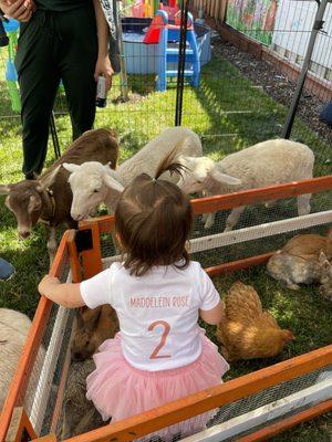 Sheep, small goat, larger goat in bottom corner. The chickens would pop in and out of the bunny corral.