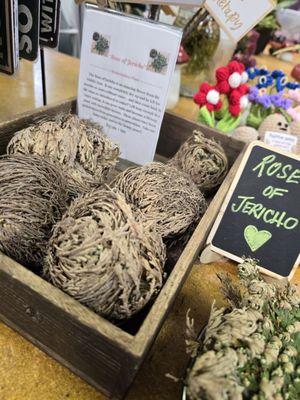 Rose of Jericho