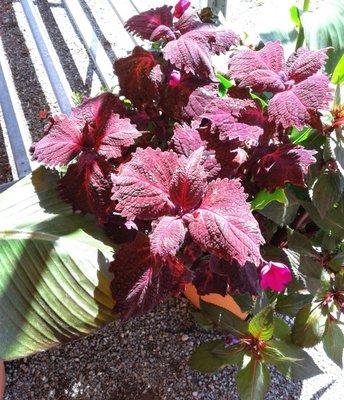 Coleus, canna planter