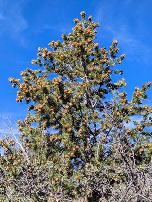 Cibola National Forest and National Grasslands