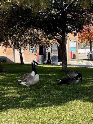 Circle K Geese