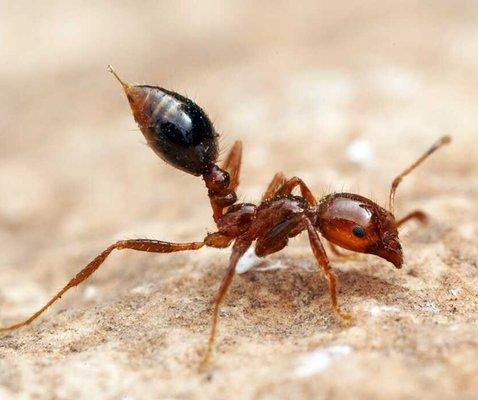 Watch out for Fire Ants this season.