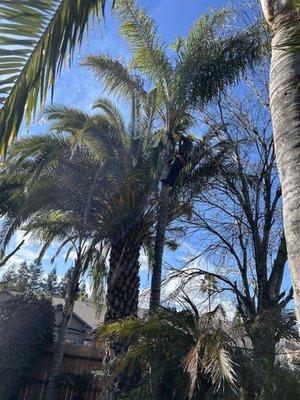 At the top of the palm tree