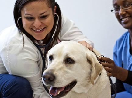 West Trenton Animal Hospital